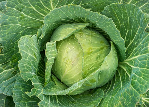 تصویر 3 از خرید کلم برگ درجه یک + قیمت فروش استثنایی
